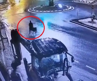 Eşekle Kaçan Kuyumcu Hırsızı Hakkında Şok Gerekçe: Savunması Samimi Bulunmadı