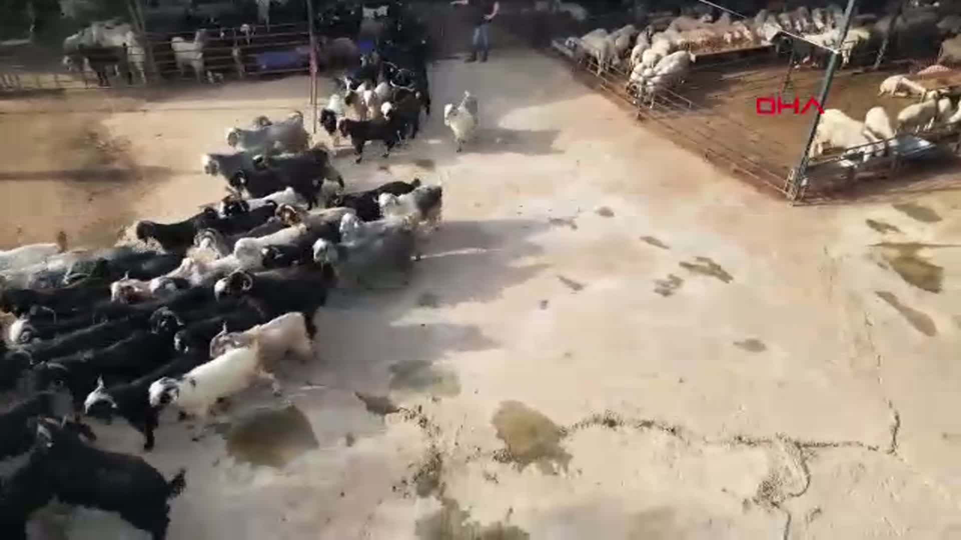 Antalya Kurban Pazarlarında Bayram Coşkusu Başladı: Fiyatlar ve Beklentiler