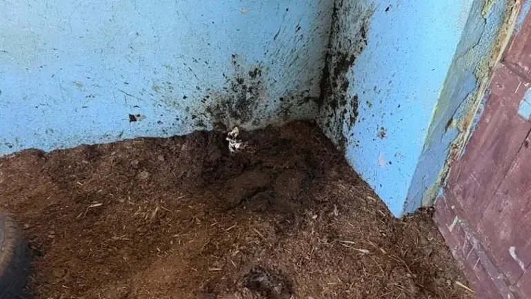 Yılana Ateş Etti Seken Saçmalar 5 Kişiyi Yaraladı