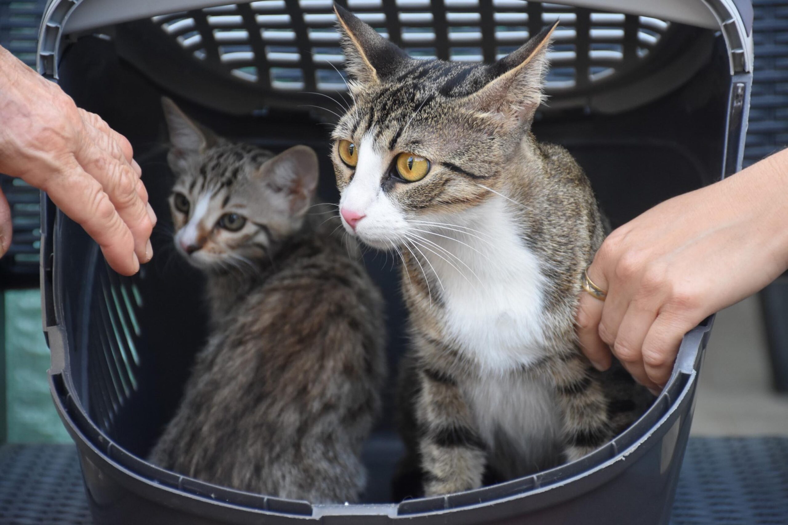 Erkek Sanılan Kedi Nasıl Doğum Yaptı? Veterinerden 6 Milyonda 1 Görülen Vaka Açıklaması